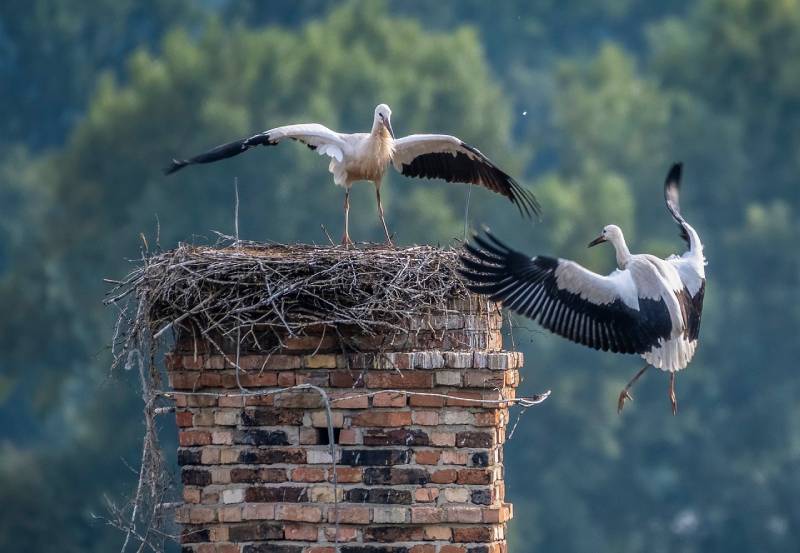 Professional Chimney Animal Removal Services in Pompano Beach, Florida
