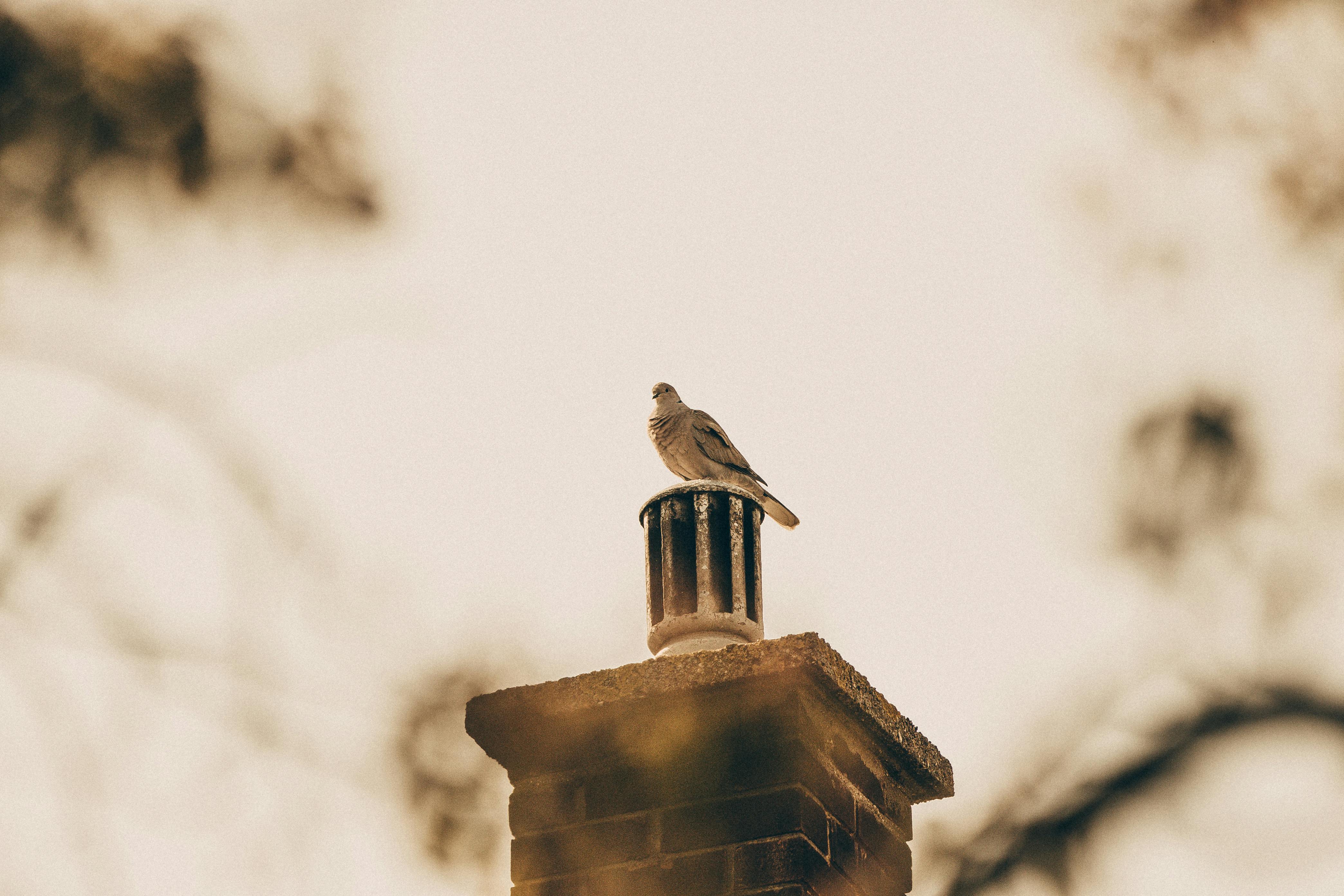 Professional Chimney Cap and Damper In Pompano Beach Florida